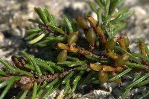 What’s Growing at the Harriet Irving Botanical Gardens: Mistletoe Relationships