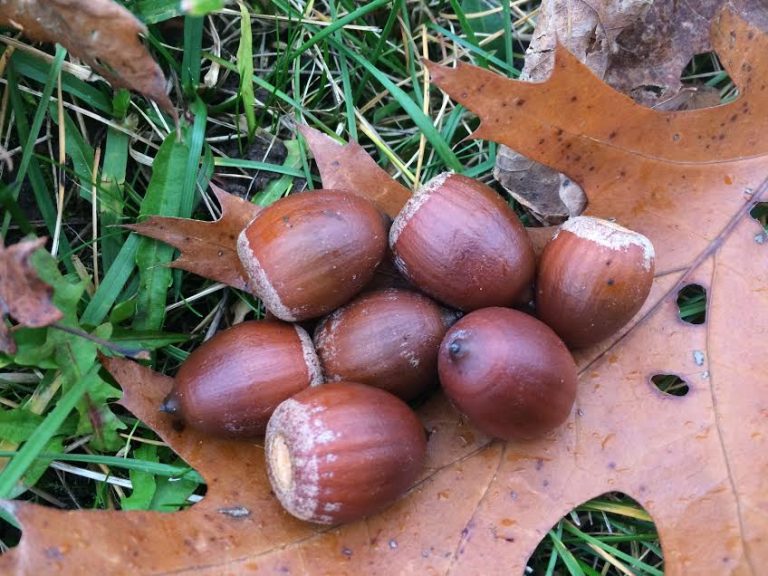 What’s Growing at the Harriet Irving Botanical Gardens: Acorns