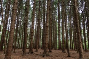 What’s Growing at the Harriet Irving Botanical Gardens – Spruce from Near and Afar
