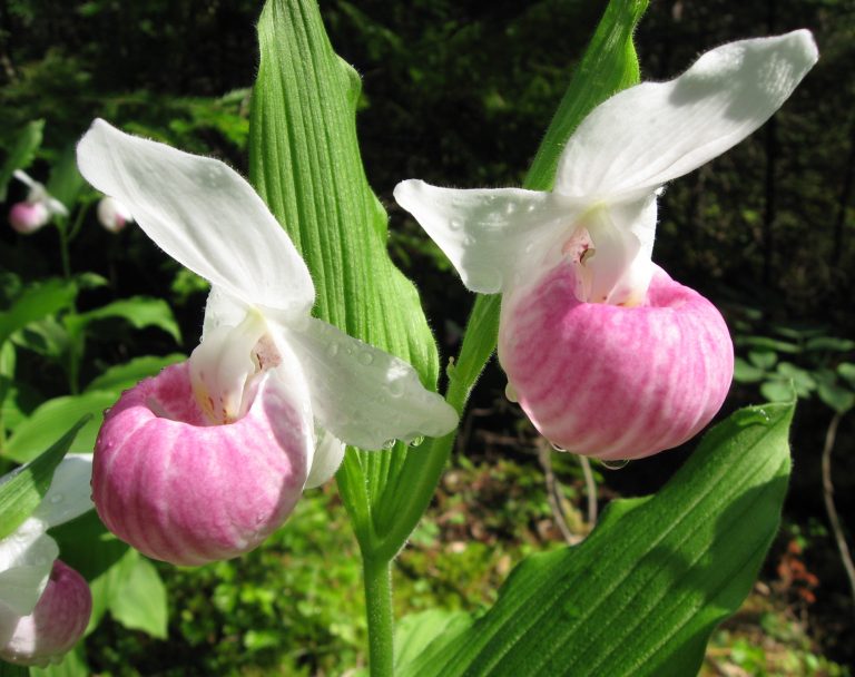 What’s Growing at the Harriet Irving Botanical Gardens: Orchids