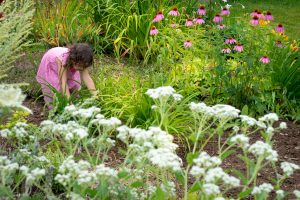 Second Annual Medicine of the People Herbal Celebration to take place at Gaspereau Herb Farm