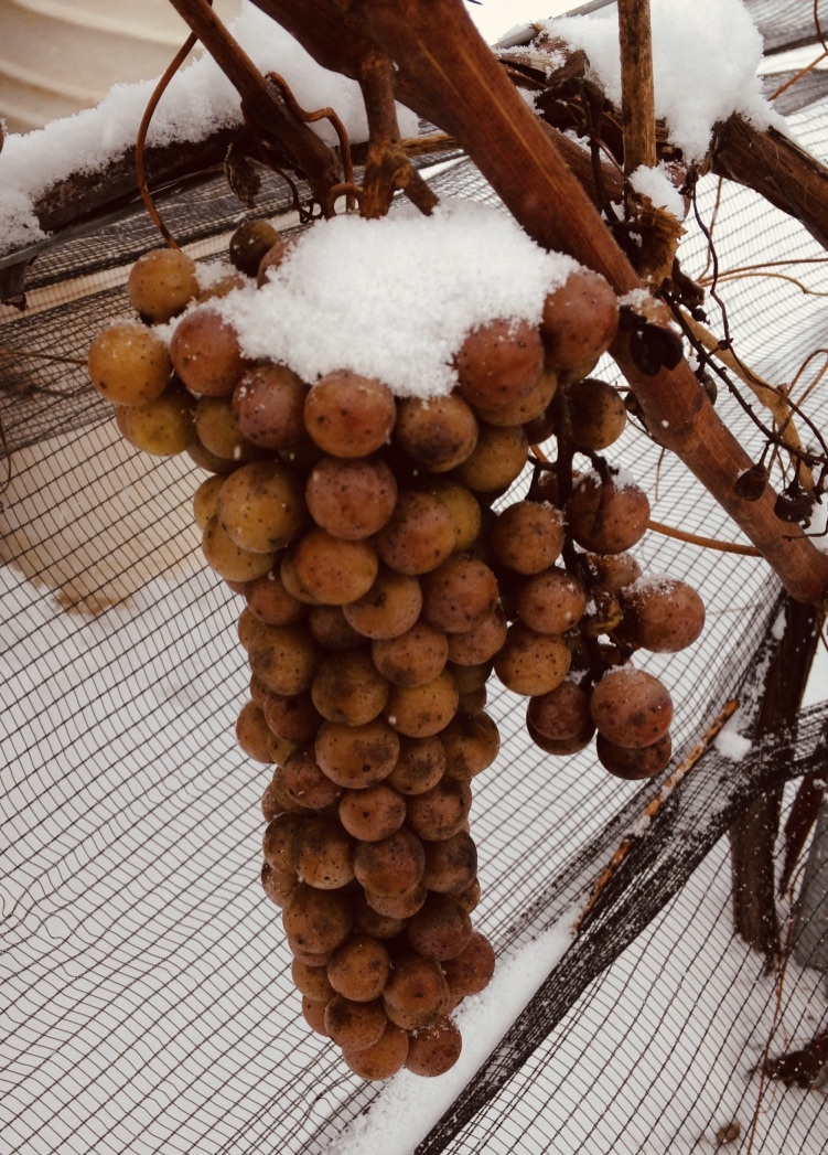 Icewine: What You Need to Know