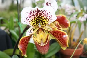 What’s Growing at the Harriet Irving Botanical Gardens: Tropical Orchids