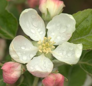 What’s Growing at the Harriet Irving Botanical Gardens: Apple Blossom and the E.C. Smith Herbarium