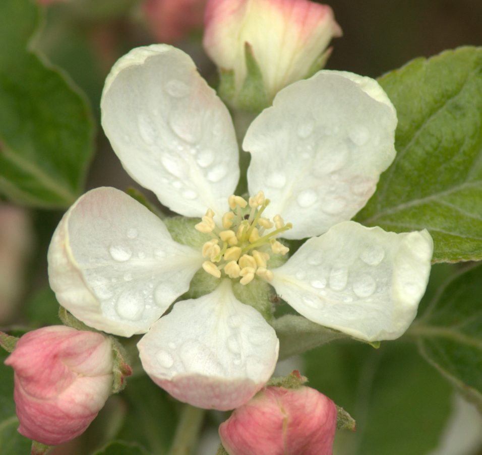 Whatâ€™s Growing at the Harriet Irving Botanical Gardens: Apple Blossom and the E.C. Smith Herbarium