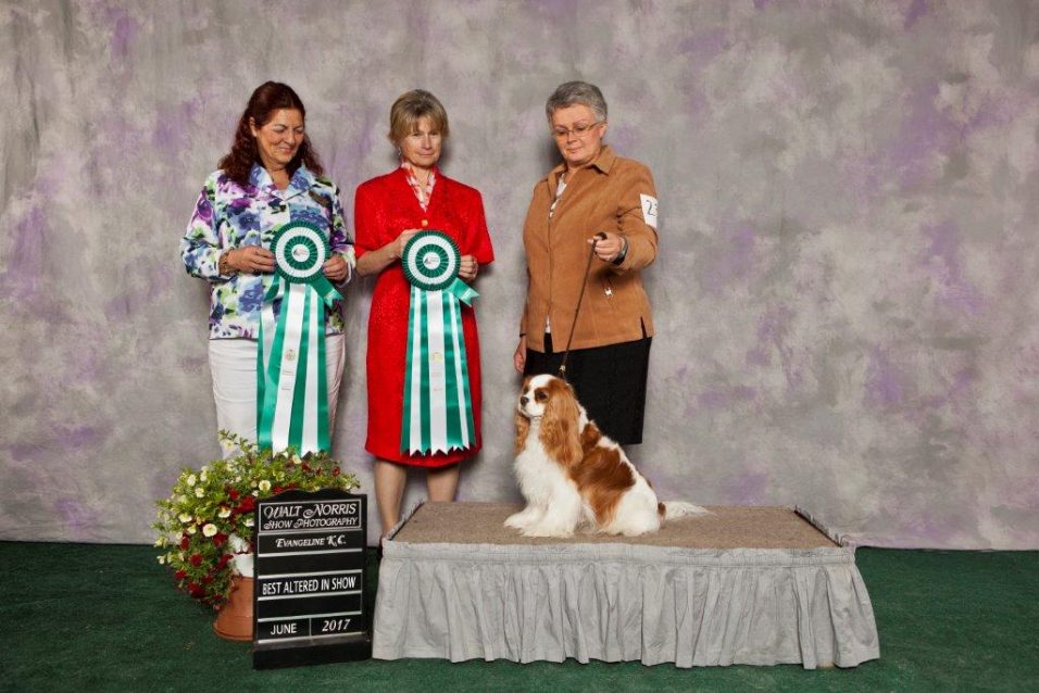 Annual Evangeline Kennel Club All Breed Dog Shows Coming to Wolfville