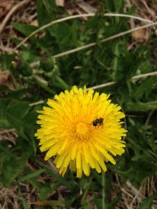 What’s Growing at the Harriet Irving Botanical Gardens: Dandelion Wine