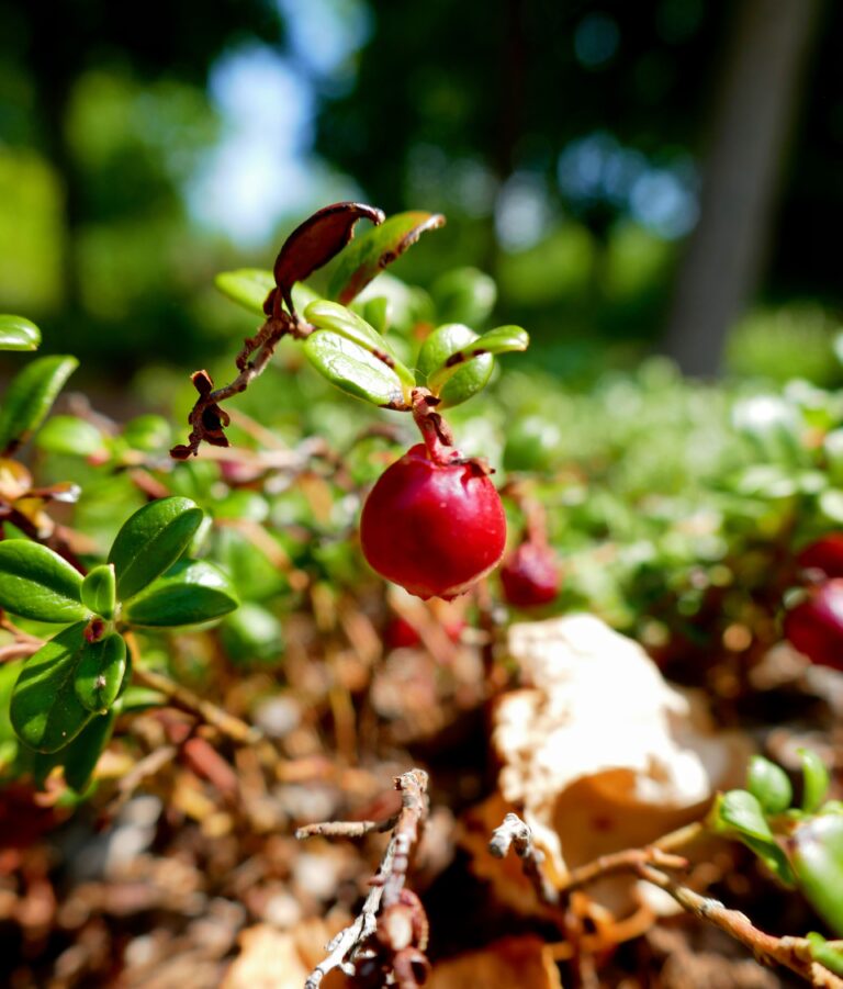 What’s Growing at the Harriet Irving Botanical Gardens: Foraging Wild Fruit