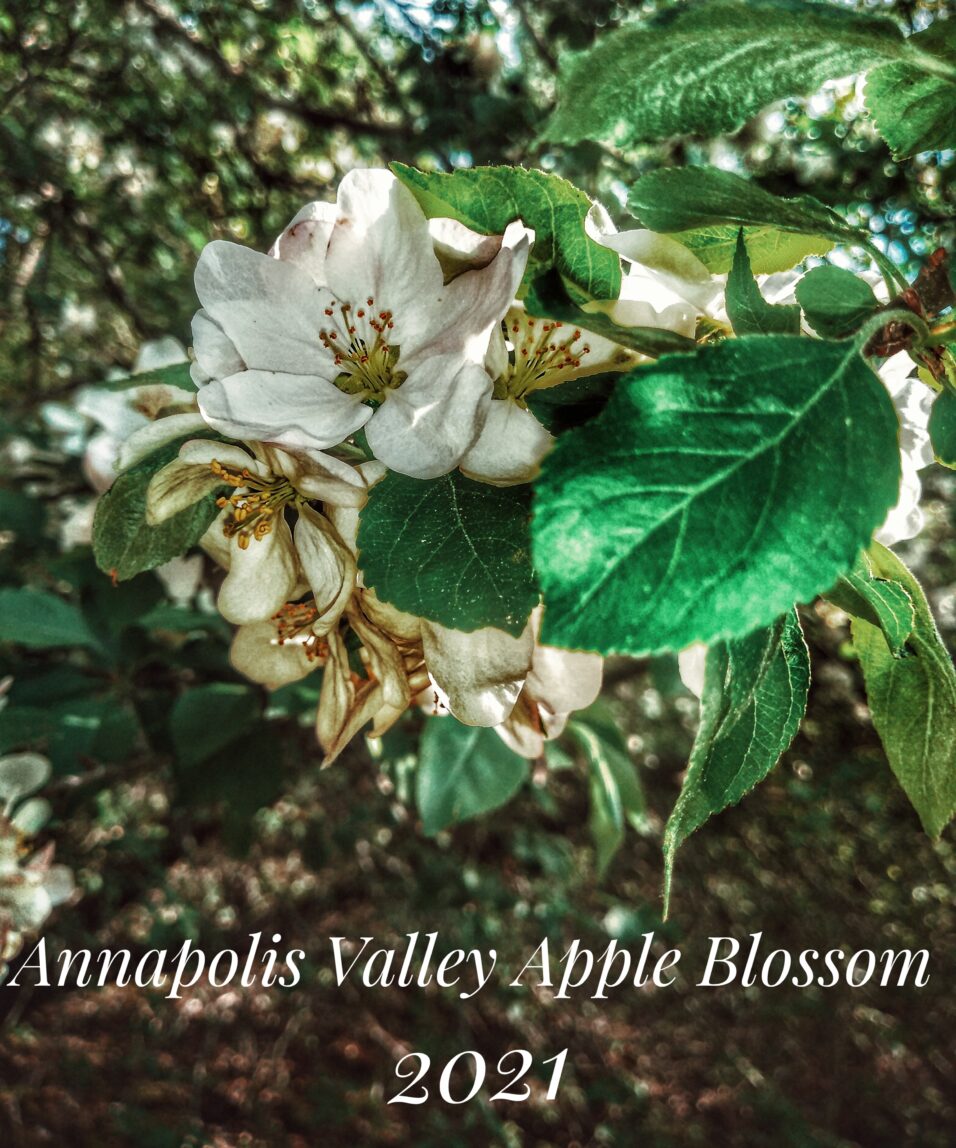 Apple Blossom Season The Grapevine